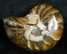 Inch Nautilus fossil from Madagascar #3680-1